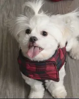 Theo, a male Maltese and Shih Tzu for sale in Canton, MI – 6 of 7