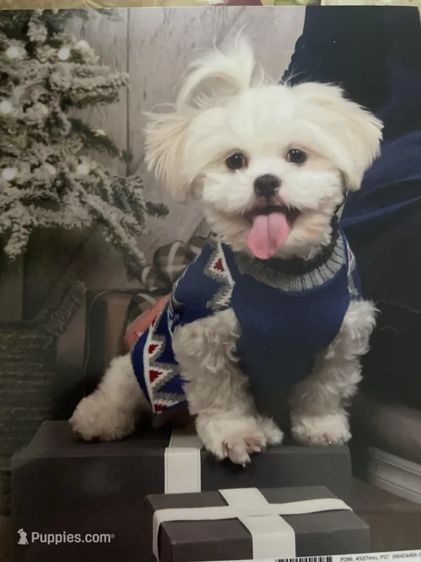 Theo – Maltese, Shih Tzu puppy for sale in Canton, MI