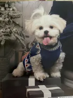 Theo, a male Maltese and Shih Tzu for sale in Canton, MI – Photo 1 of 2