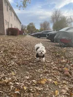 Theo, a male Maltese and Shih Tzu for sale in Canton, MI – Photo 2 of 2