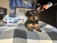 AKC Ozzy, a male Yorkshire Terrier for sale in Howard, KS – Photo 5 of 9