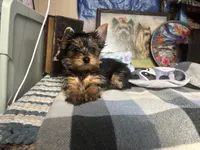 AKC Ozzy, a male Yorkshire Terrier for sale in Howard, KS – Photo 6 of 9