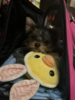 AKC Ozzy, a male Yorkshire Terrier for sale in Howard, KS – Photo 3 of 9