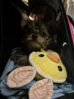 AKC Ozzy, a male Yorkshire Terrier for sale in Howard, KS – Photo 4 of 9