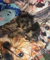 AKC Ozzy, a male Yorkshire Terrier for sale in Howard, KS – Photo 8 of 9