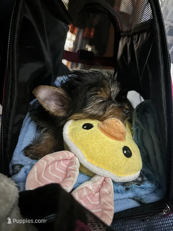 AKC Ozzy, a male Yorkshire Terrier for sale in Howard, KS – Photo 1 of 9