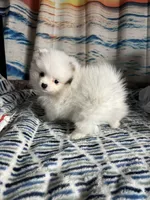 AKC Oneesha, a female Pomeranian for sale in Howard, KS – Photo 1 of 9