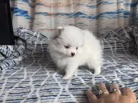 AKC Oneesha, a female Pomeranian for sale in Howard, KS – Photo 7 of 9