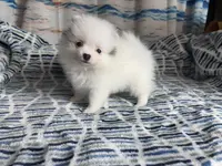 AKC Oneesha, a female Pomeranian for sale in Howard, KS – Photo 8 of 9