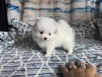 AKC Oneesha, a female Pomeranian for sale in Howard, KS – Photo 6 of 9