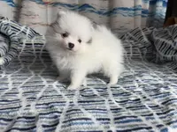 AKC Oneesha, a female Pomeranian for sale in Howard, KS – Photo 3 of 9