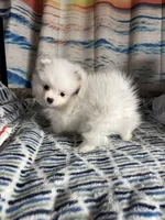 AKC Oneesha, a female Pomeranian for sale in Howard, KS – Photo 9 of 9