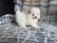 AKC Oneesha, a female Pomeranian for sale in Howard, KS – Photo 4 of 9