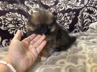 AKC Bear, a male Pomeranian for sale in Howard, KS – Photo 7 of 9