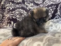 AKC Bear, a male Pomeranian for sale in Howard, KS – Photo 5 of 9