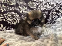 AKC Bear, a male Pomeranian for sale in Howard, KS – Photo 3 of 9