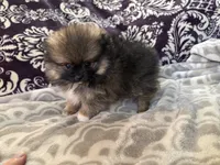 AKC Bear, a male Pomeranian for sale in Howard, KS – Photo 1 of 9