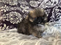 AKC Bear, a male Pomeranian for sale in Howard, KS – Photo 6 of 9