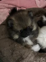 AKC Bear, a male Pomeranian for sale in Howard, KS – Photo 2 of 9