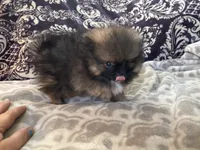 AKC Bear, a male Pomeranian for sale in Howard, KS – Photo 4 of 9