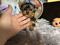 Keesha, a female Yorkshire Terrier for sale in Howard, KS – Photo 4 of 5