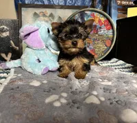 Keesha, a female Yorkshire Terrier for sale in Howard, KS – Photo 5 of 5