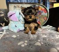 Keesha, a female Yorkshire Terrier for sale in Howard, KS – Photo 1 of 5