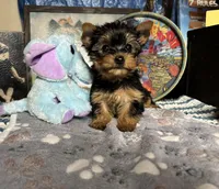Keesha, a female Yorkshire Terrier for sale in Howard, KS – Photo 3 of 5