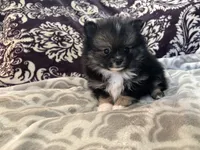 AKC Binx, a male Pomeranian for sale in Howard, KS – Photo 7 of 7