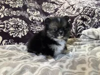 AKC Binx, a male Pomeranian for sale in Howard, KS – Photo 4 of 7