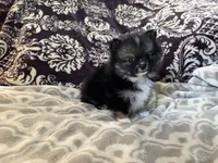 AKC Binx, a male Pomeranian for sale in Howard, KS – Photo 5 of 7