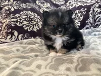 AKC Binx, a male Pomeranian for sale in Howard, KS – Photo 3 of 7