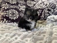 AKC Binx, a male Pomeranian for sale in Howard, KS – Photo 6 of 7