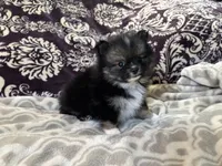 AKC Binx, a male Pomeranian for sale in Howard, KS – Photo 2 of 7
