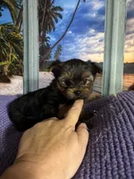 AKC, a male Yorkshire Terrier for sale in Howard, KS – Photo 4 of 5