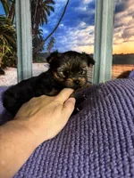 AKC, a male Yorkshire Terrier for sale in Howard, KS – Photo 3 of 5