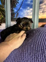 AKC, a male Yorkshire Terrier for sale in Howard, KS – Photo 1 of 5