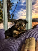 AKC, a male Yorkshire Terrier for sale in Howard, KS – Photo 5 of 5