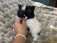 AKC Peppie sable party, a male Pomeranian for sale in Howard, KS – Photo 8 of 10