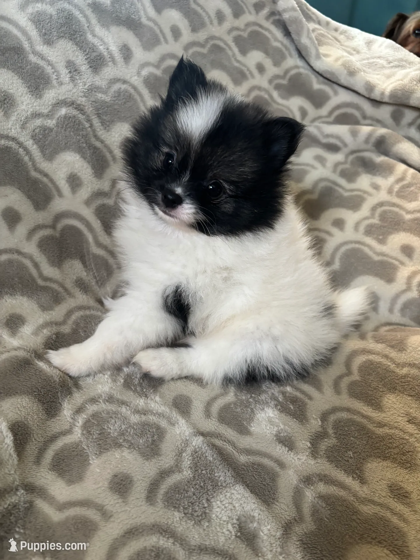 AKC Peppie sable party