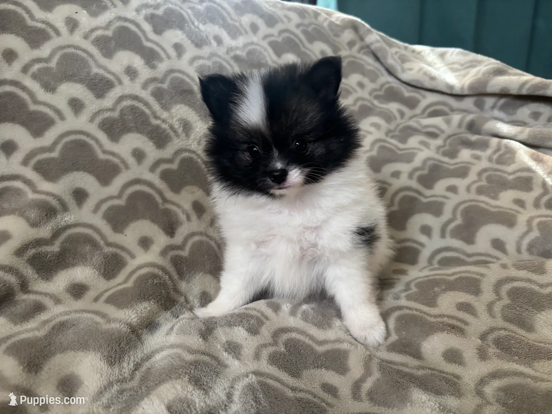 AKC Peppie sable party, a male Pomeranian for sale in Howard, KS – Photo 7 of 10