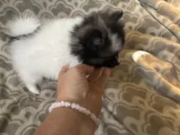 AKC Peppie sable party, a male Pomeranian for sale in Howard, KS – Photo 10 of 10