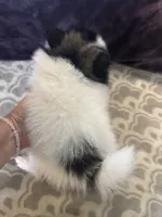 AKC Peppie sable party, a male Pomeranian for sale in Howard, KS – Photo 9 of 10