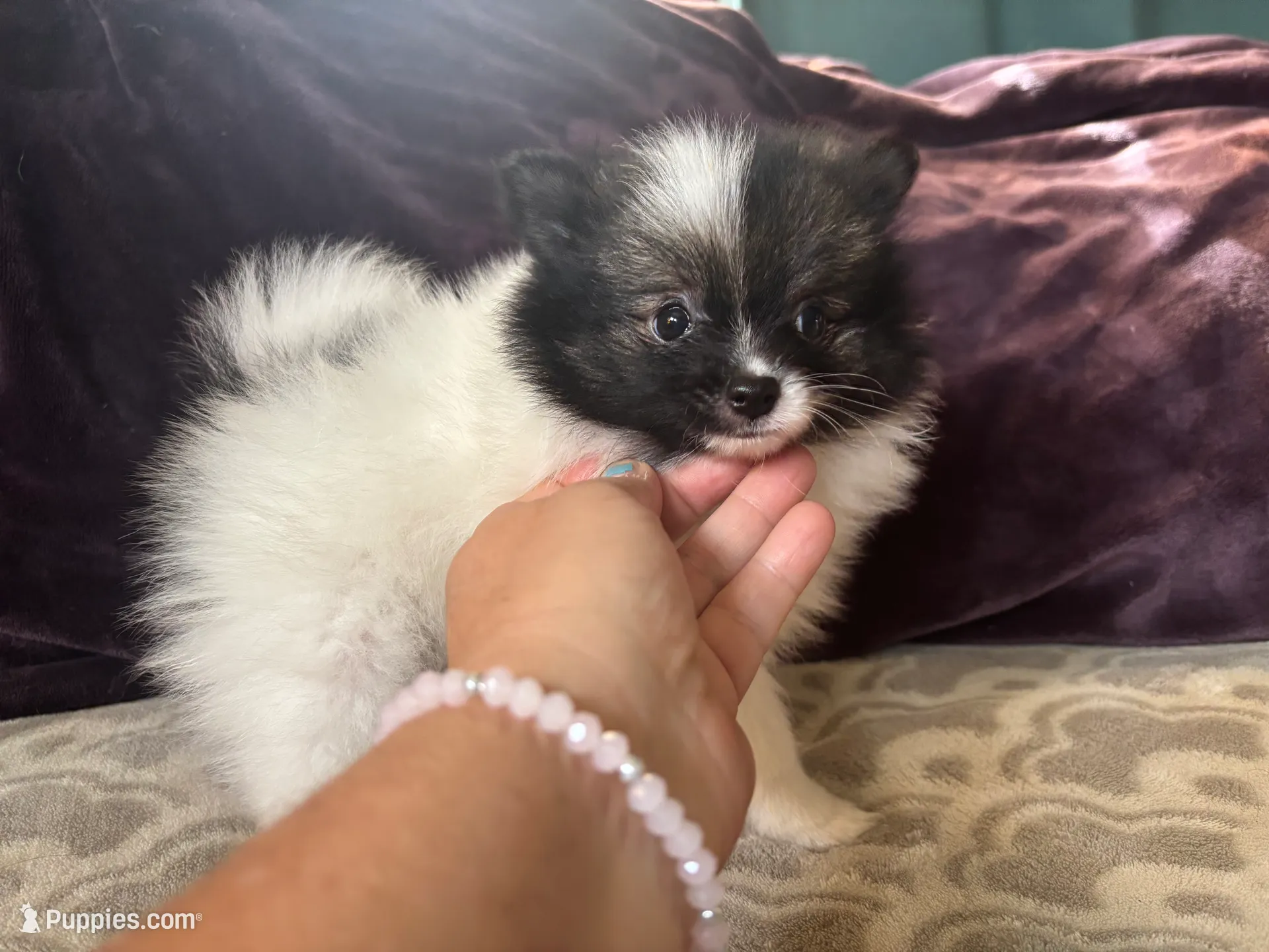 AKC Peppie sable party, a male Pomeranian for sale in Howard, KS – Photo 2 of 10