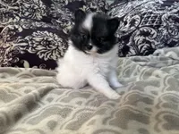 AKC Peppie sable party, a male Pomeranian for sale in Howard, KS – Photo 5 of 10