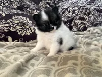 AKC Peppie sable party, a male Pomeranian for sale in Howard, KS – Photo 4 of 10