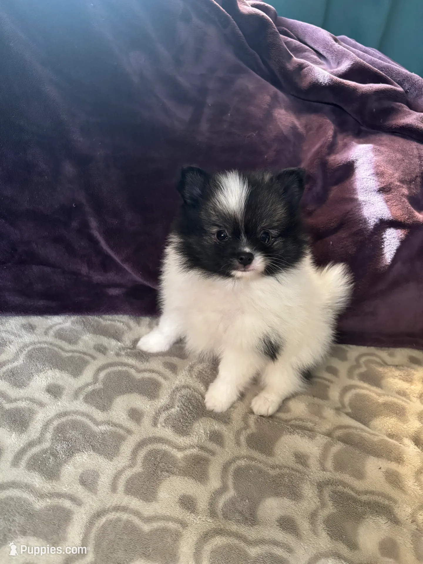 AKC Peppie sable party, a male Pomeranian for sale in Howard, KS – Photo 3 of 10