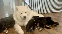 Bear, a male German Shepherd Dog and Samoyed for sale in Herriman, UT – 6 of 7
