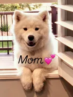 Bear, a male German Shepherd Dog and Samoyed for sale in Herriman, UT – 4 of 7