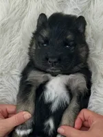 Bear, a male German Shepherd Dog and Samoyed for sale in Herriman, UT – 1 of 7